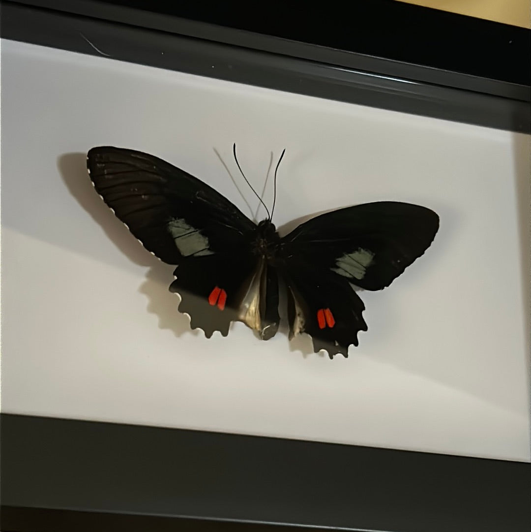 Parides vertumnus Butterfly in a Frame