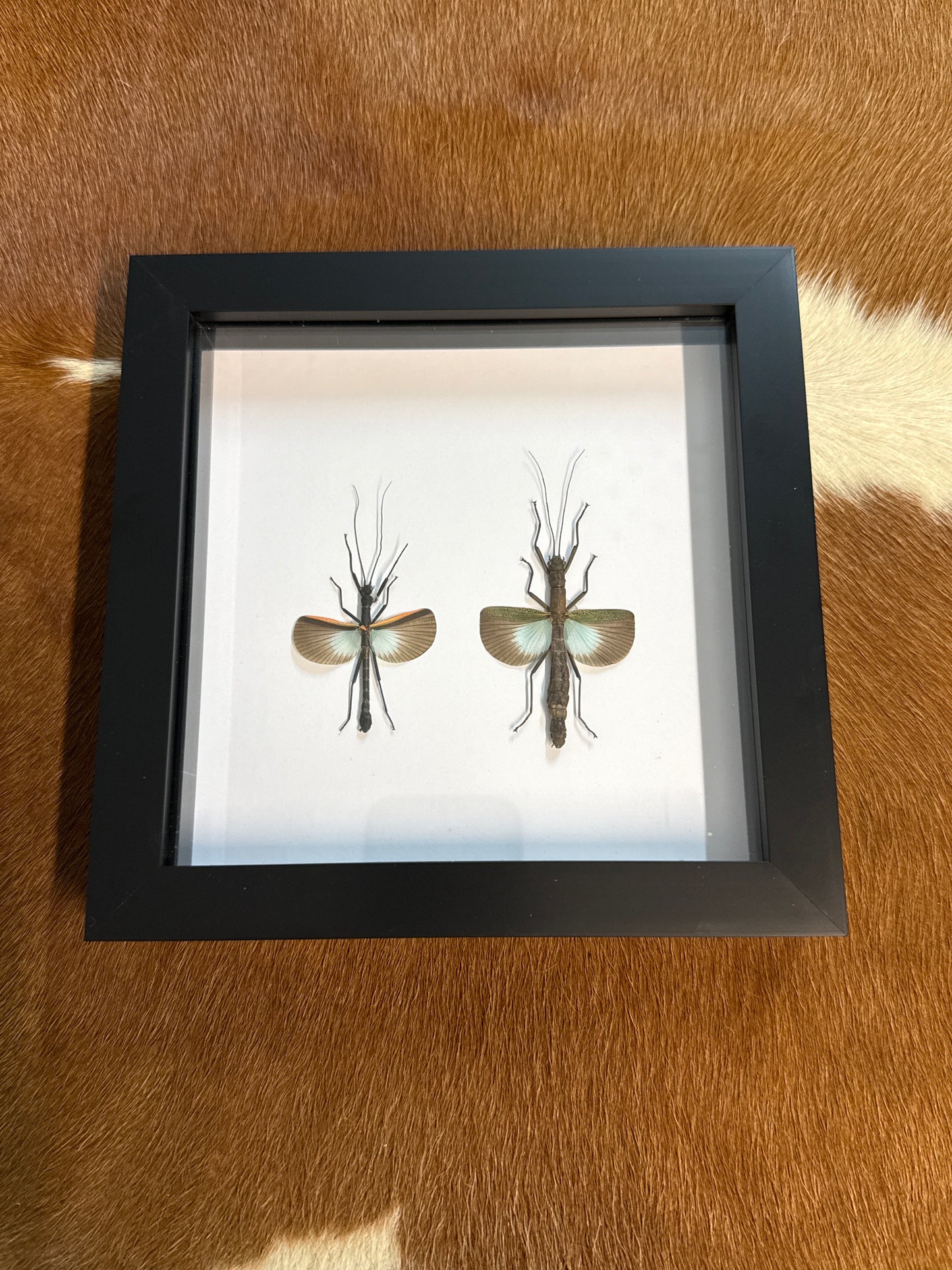 Orthomeria versicolor M&F Duo Frame