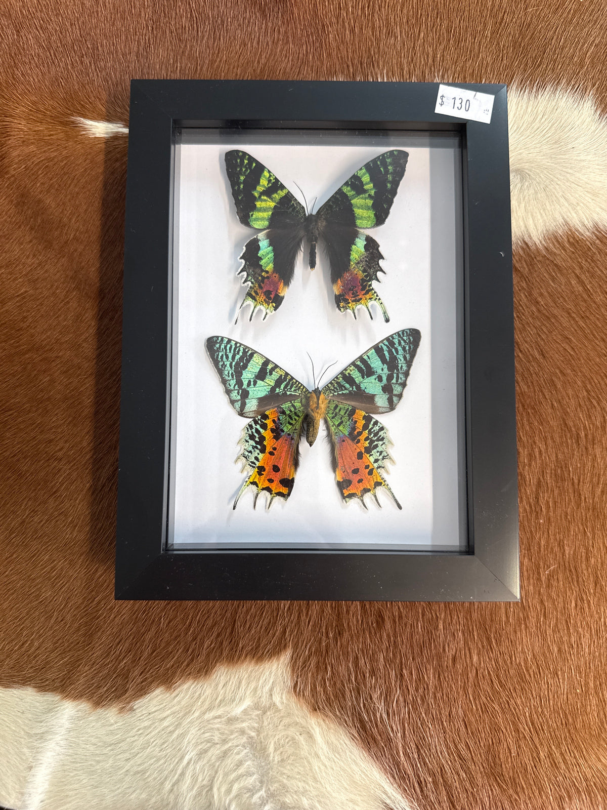 Madagascan Sunset Moth Duo (Urania ripheus) Frame