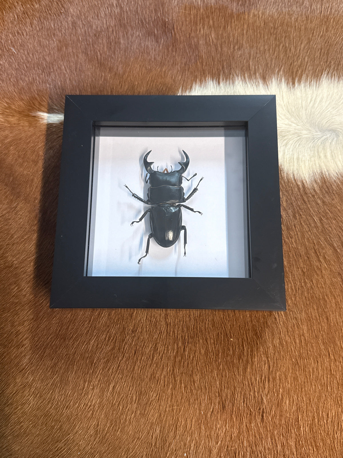 Dorcus ritesmae Beetle in a Frame