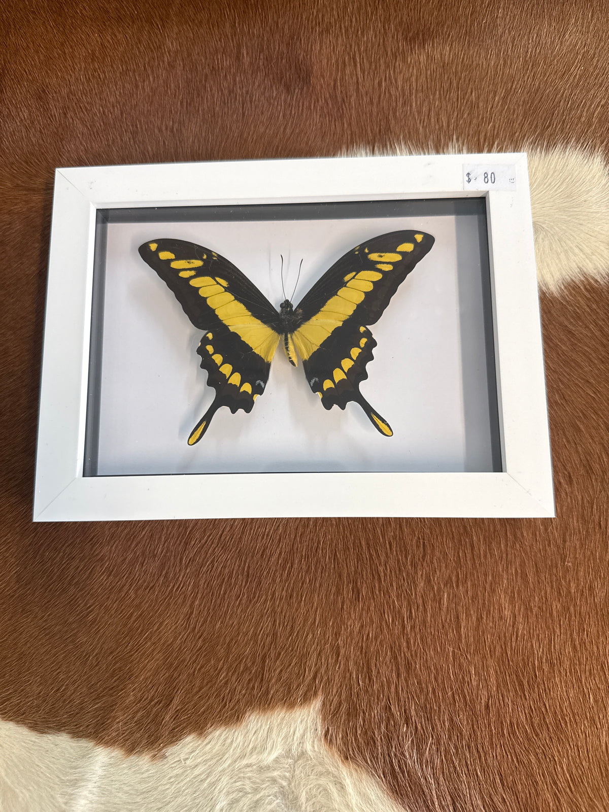 Papilio Thoas Butterfly in a Frame