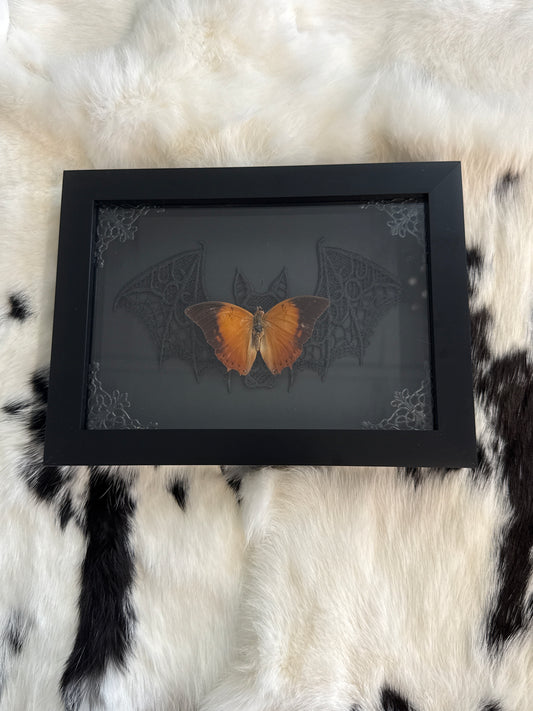 Doleschallia bisaltide Butterfly in a Frame