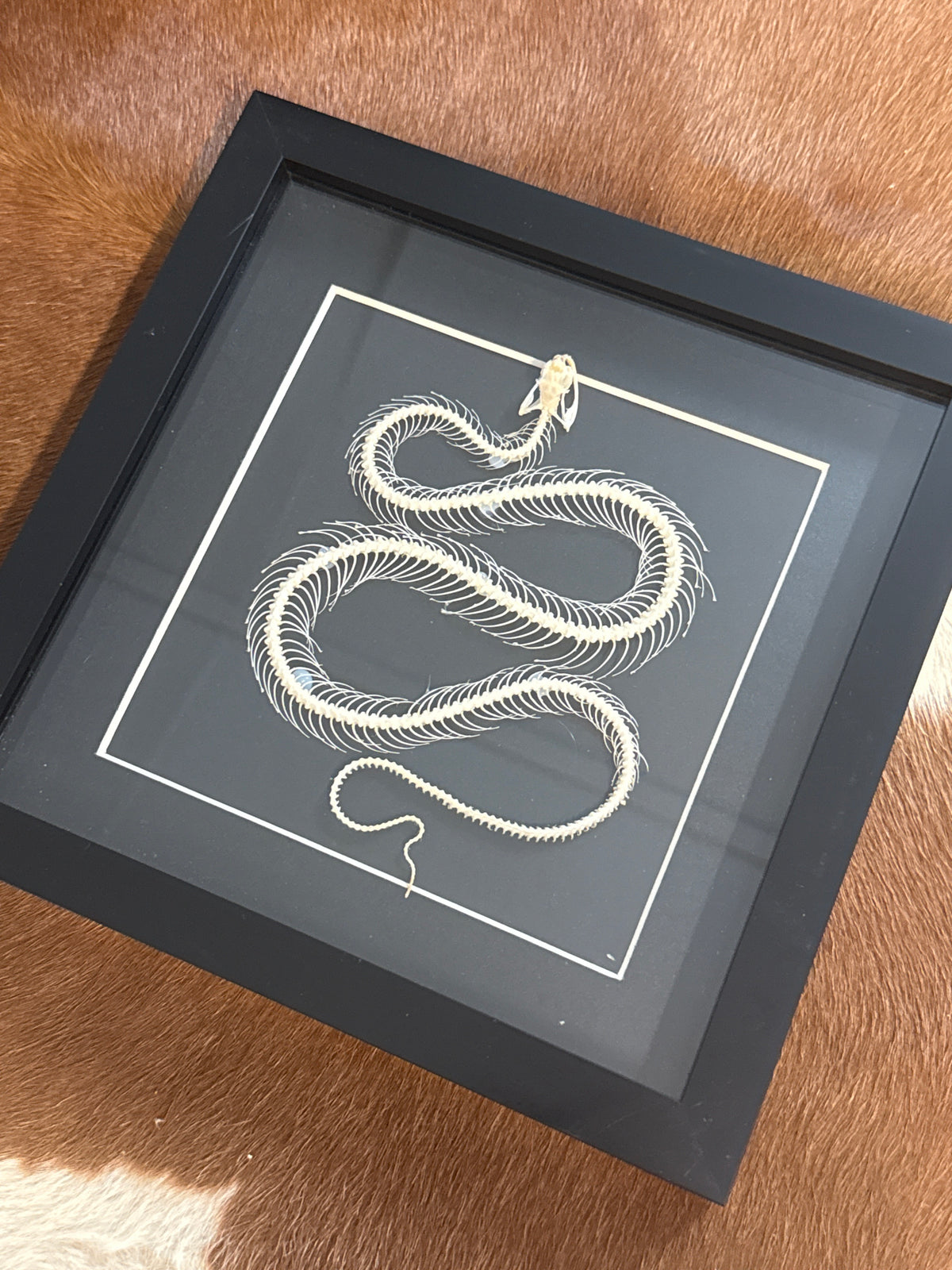 Trimeresurus albolabris Snake Skeleton Frame