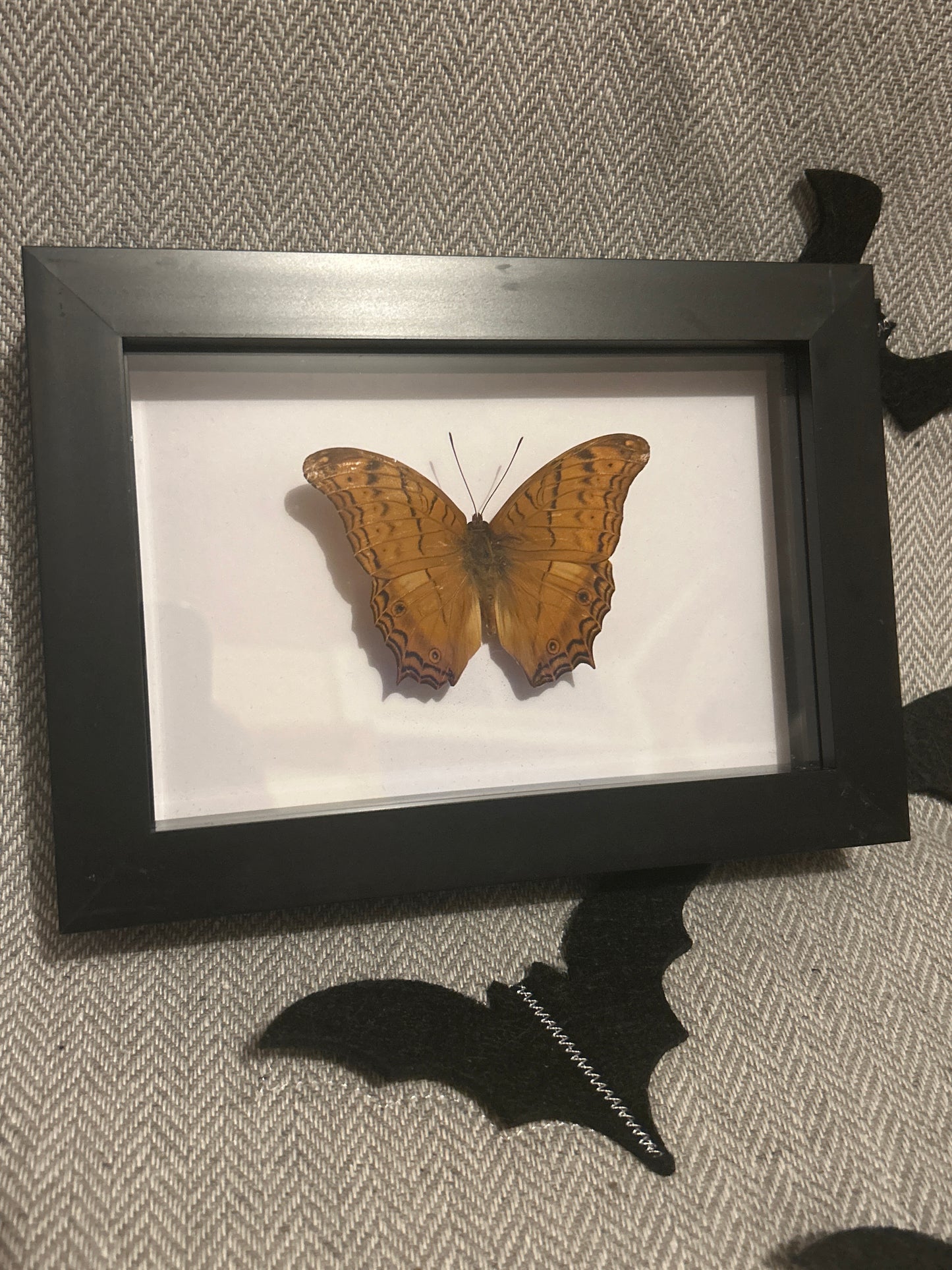 Cruiser Butterfly in a frame