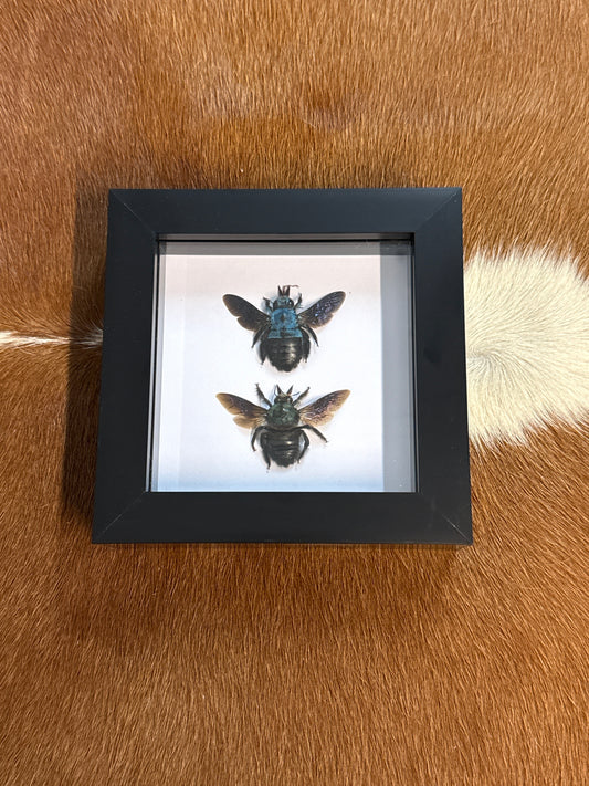 Male & Female Carpenter Bee Frame