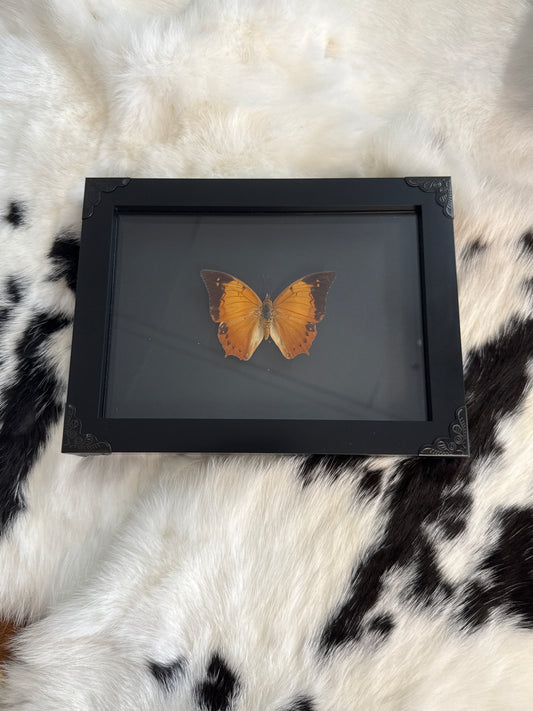 Autumn Leaf Butterfly in a Frame