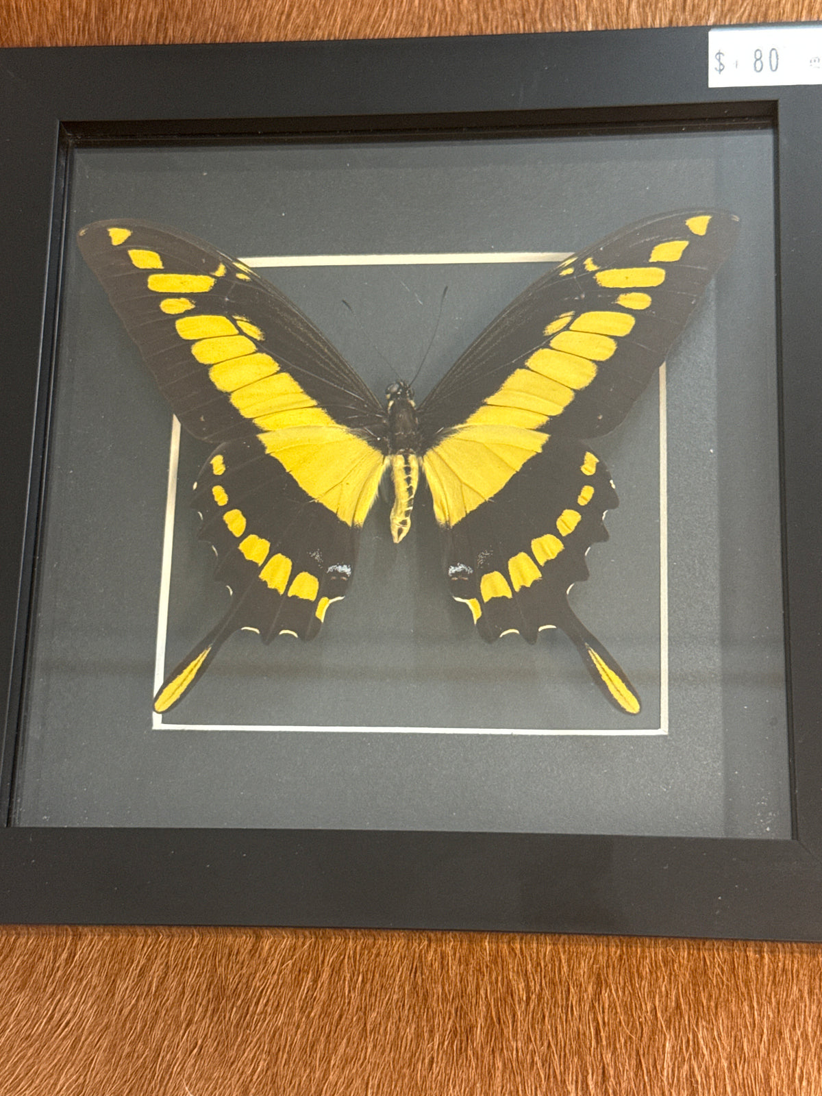 Papilio Thoas Butterfly in a Frame