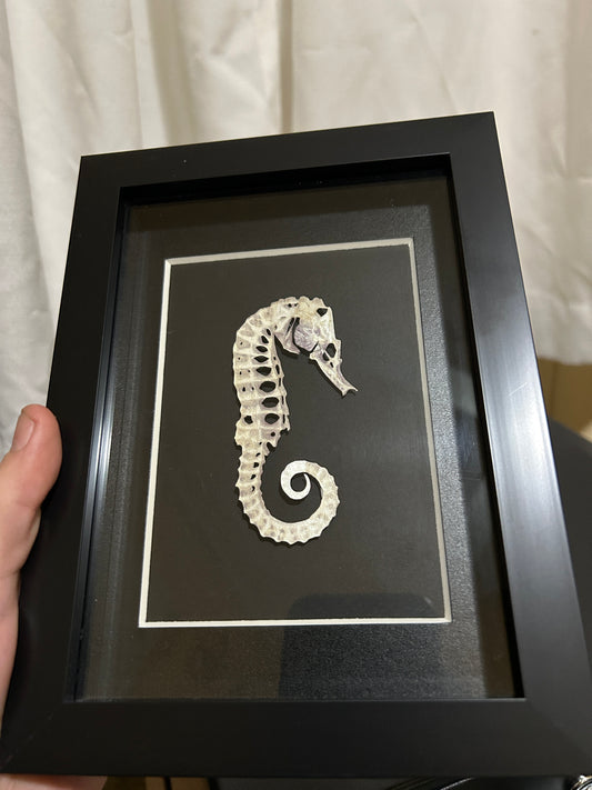 Replica Short-snouted seahorse Frame