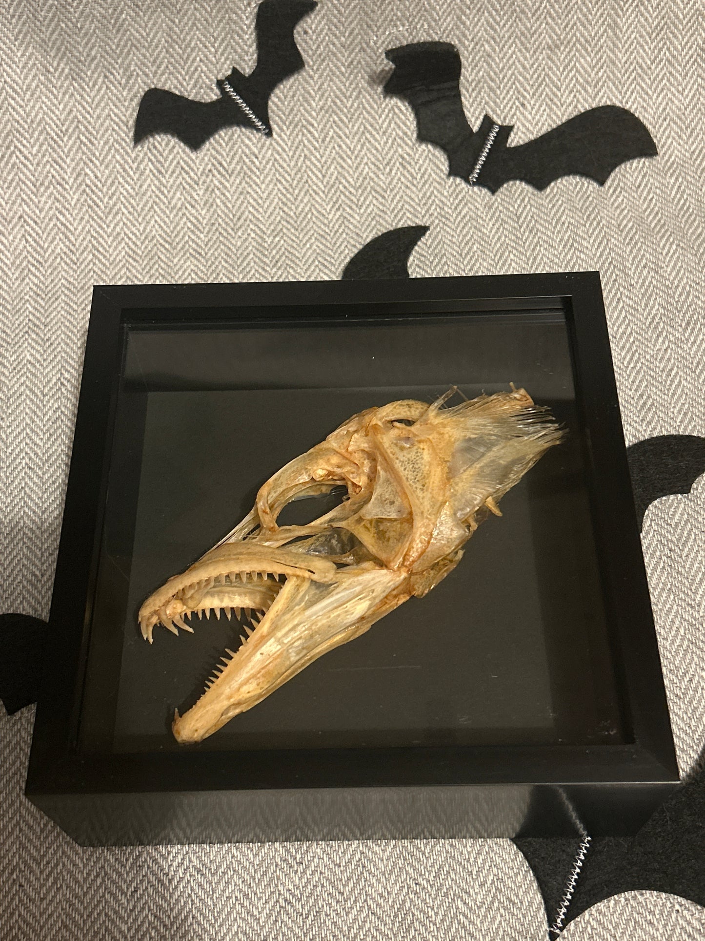 Swordfish Head in a Frame