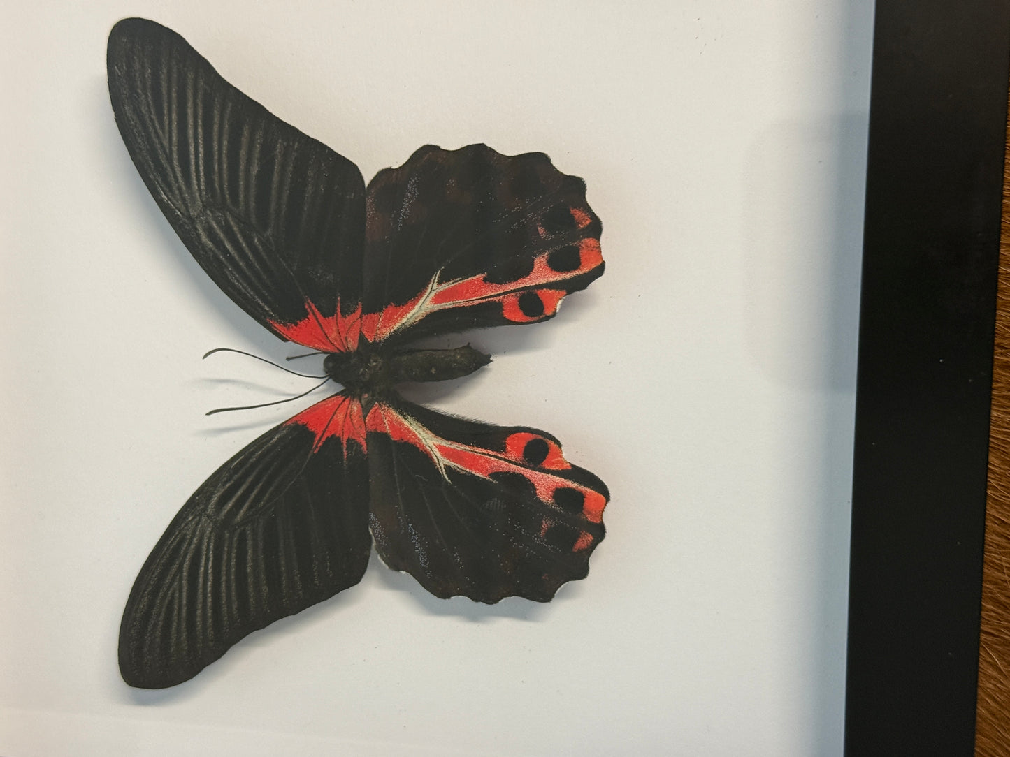 Papilio romanzovia (variant A) in a frame