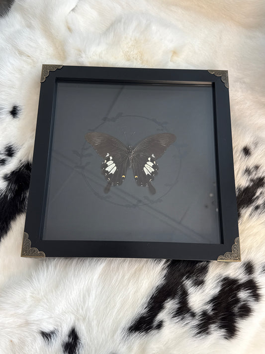 Helen Swallowtail Butterfly in a Frame