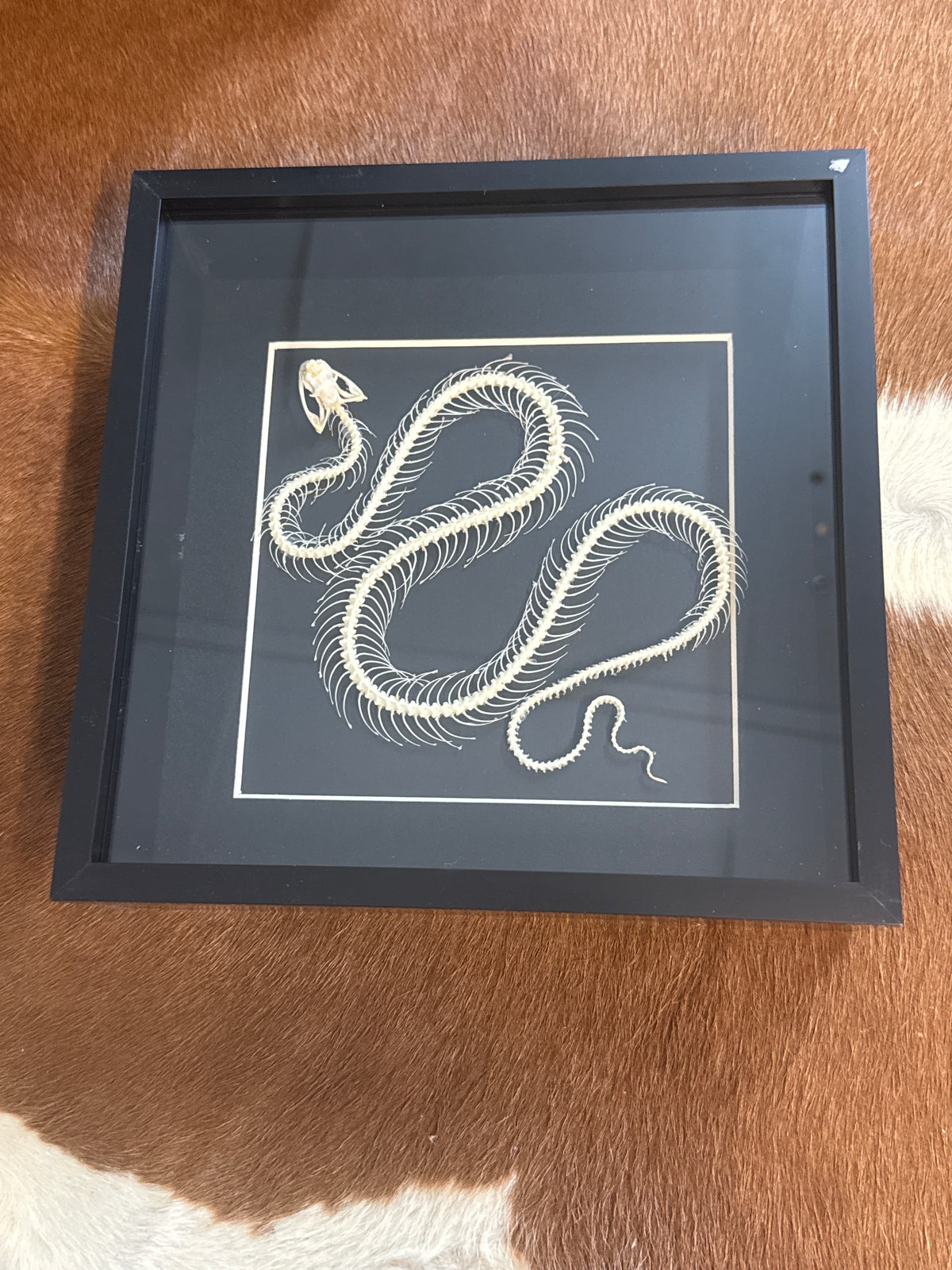 Trimeresurus albolabris Snake Skeleton Frame