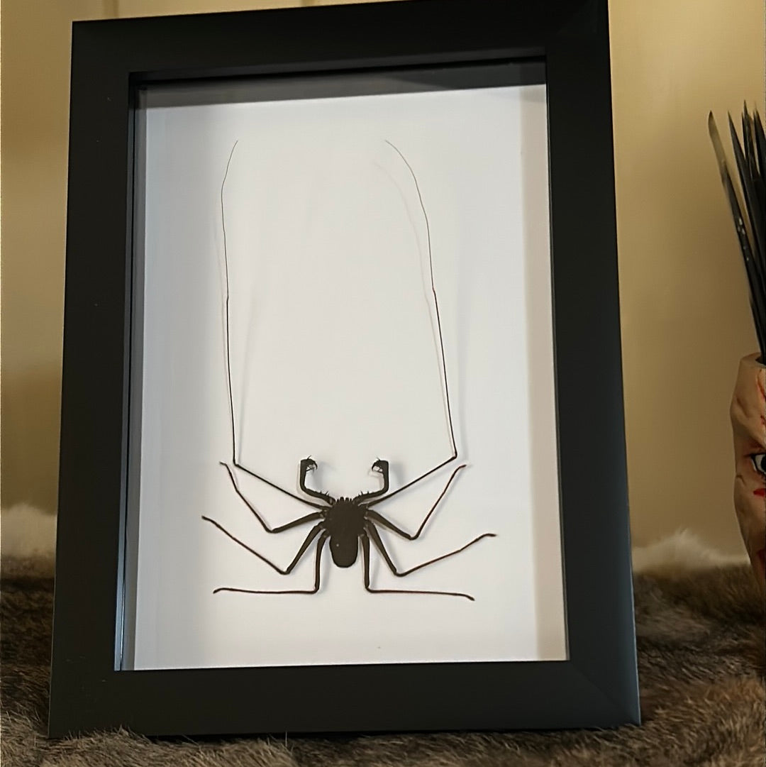 Tailless Whip Scorpion (Amblypygi) in a frame