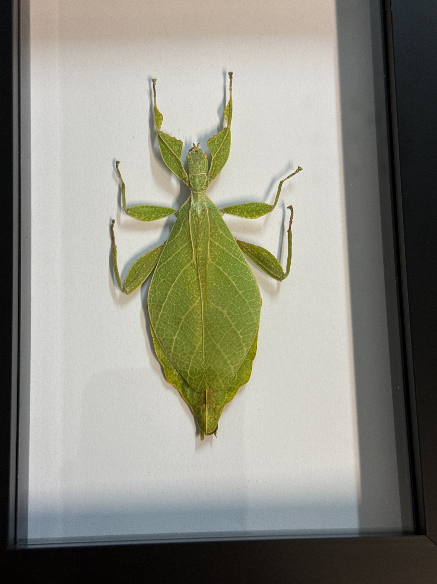 Phyllium jacobsoni Leaf Insect in a Frame