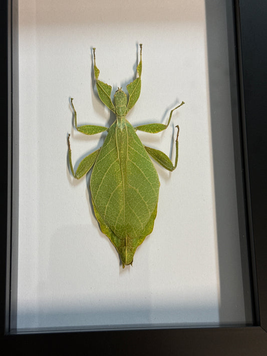Phyllium jacobsoni Leaf Insect in a Frame