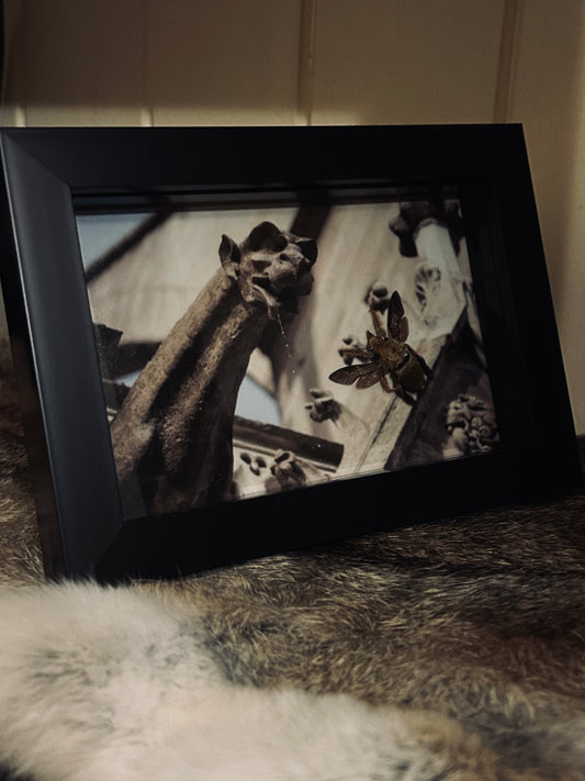 Gargoyle & Carpenter Bee Frame