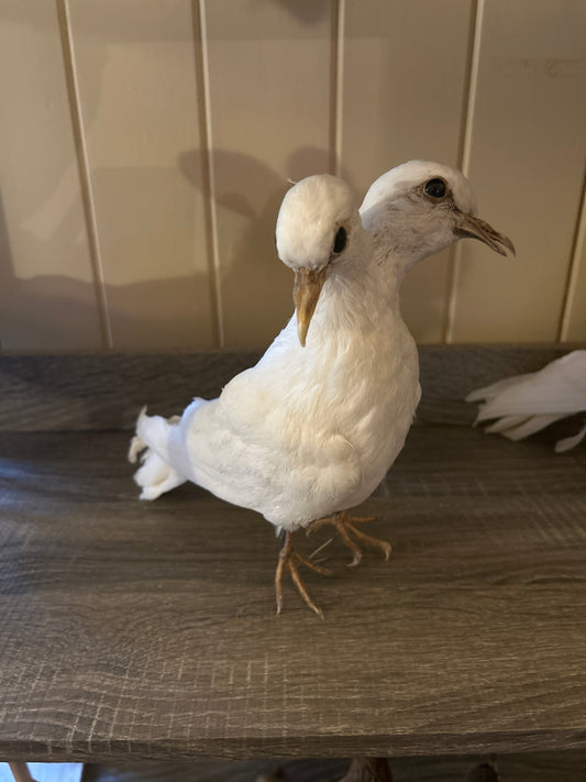 Two Headed Taxidermy Pigeon