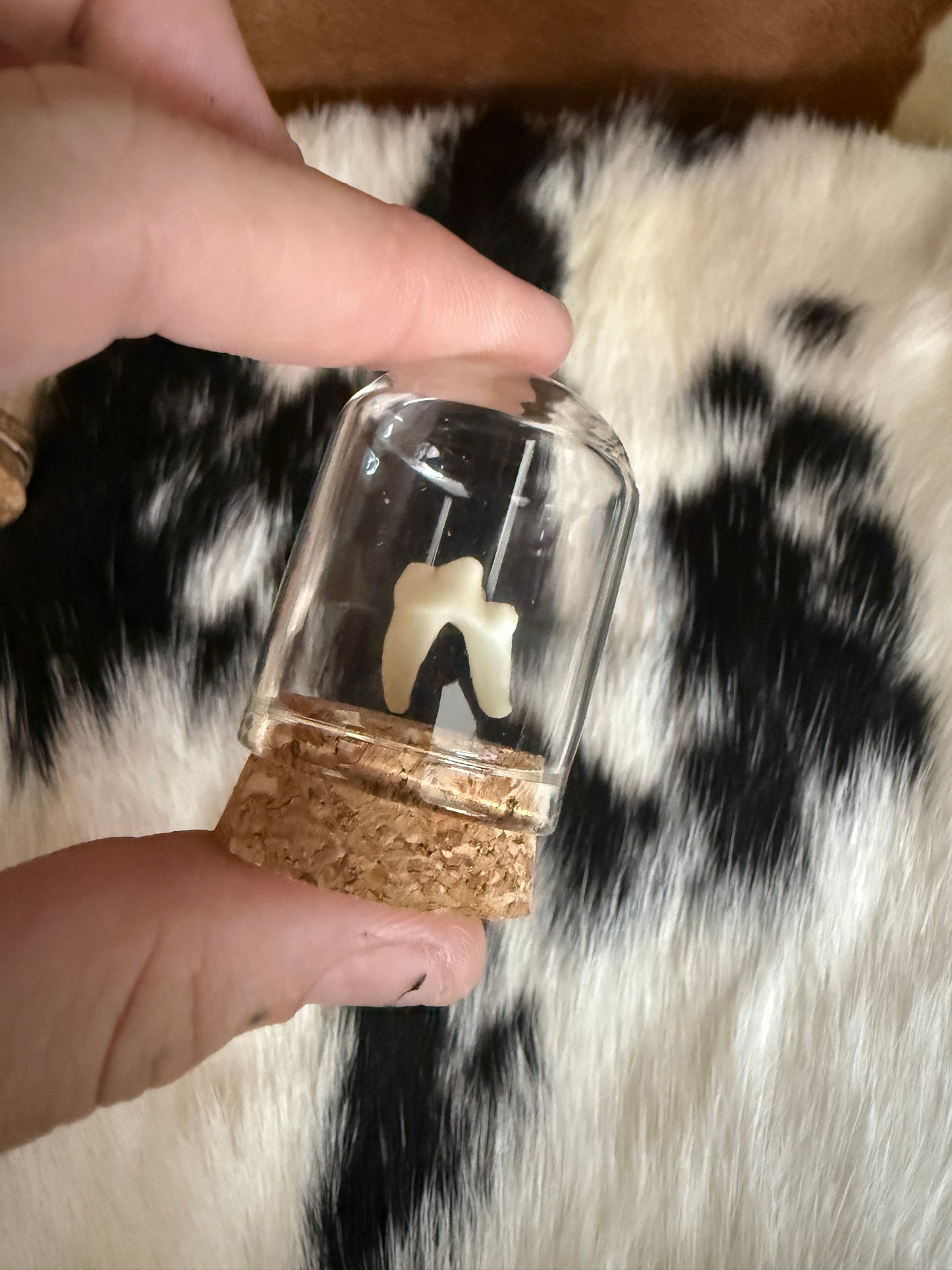 Fox Tooth Oddity Jar - Pumpkin Cat Collectables