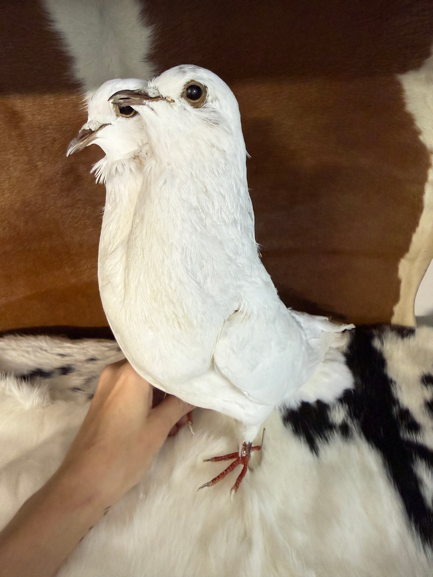 Two Headed Taxidermy Pigeon 'Plem & Plom' - Pumpkin Cat Collectables