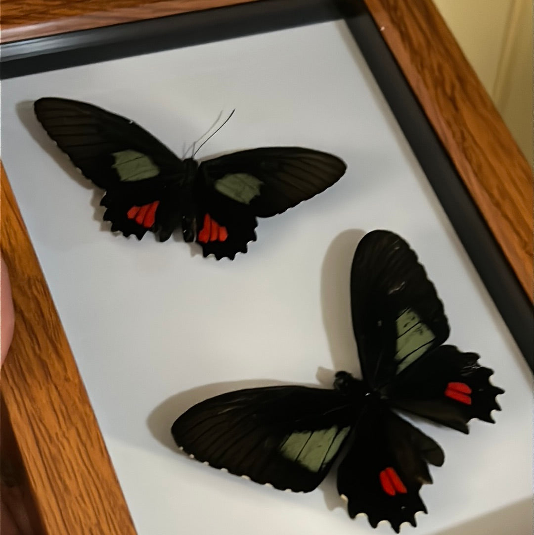 Parides vertumnus Butterfly Duo Frame