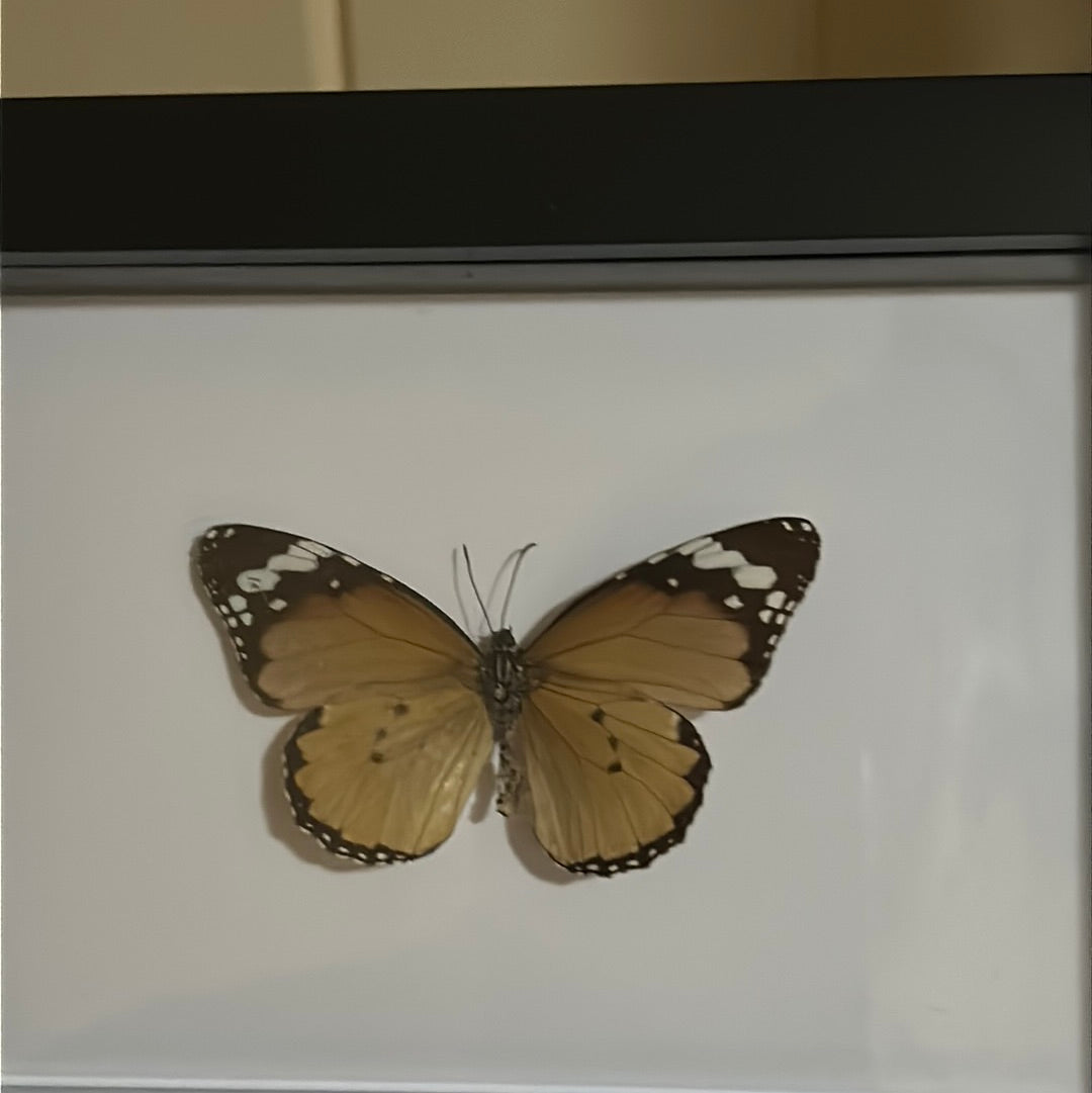 Plain Tiger Butterfly (Danaus chrysippus) in a frame