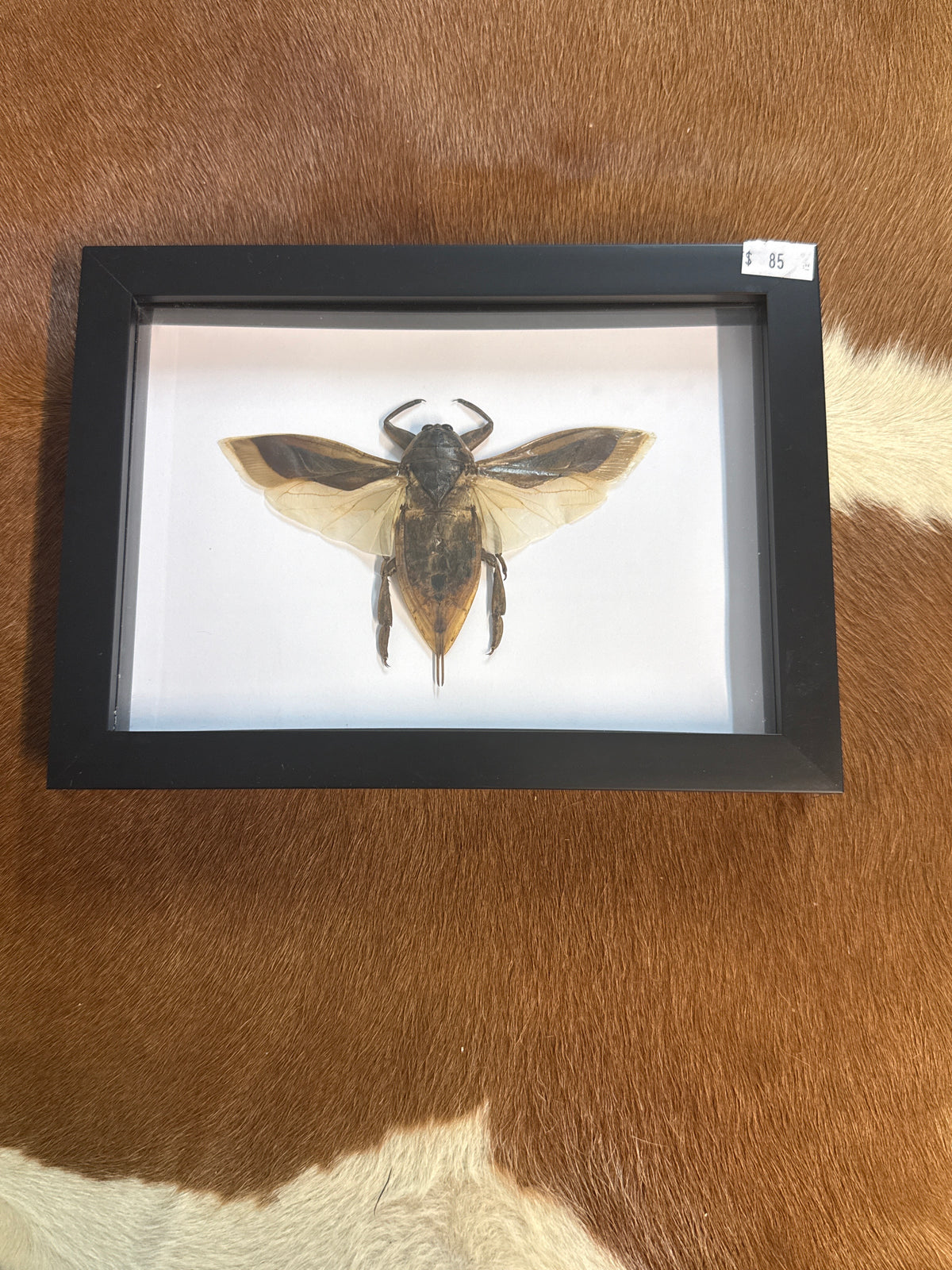 Giant Water Bug (Lethocerus) in a Frame