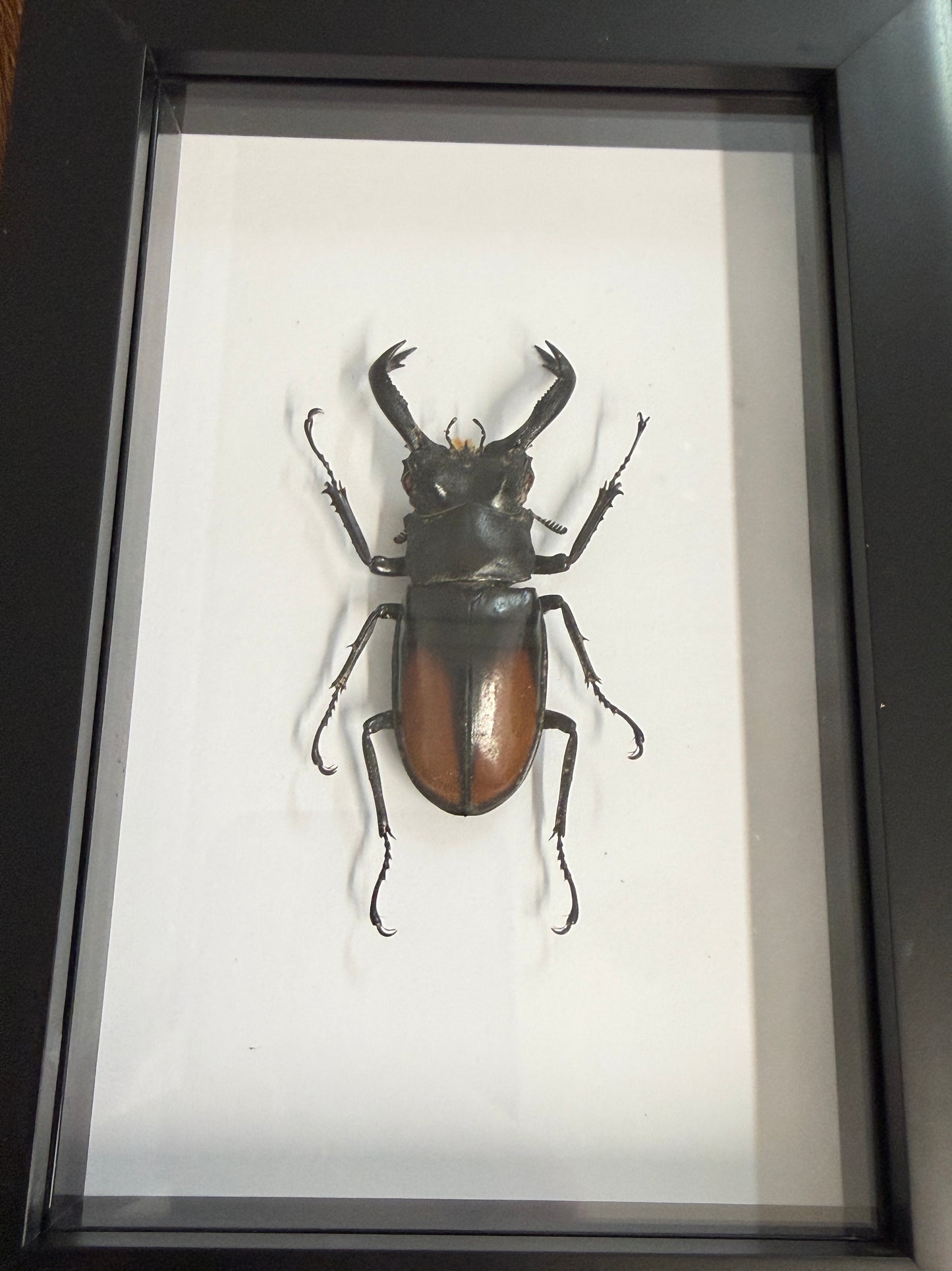 Hexarthrius parryi paradocus Beetle Frame