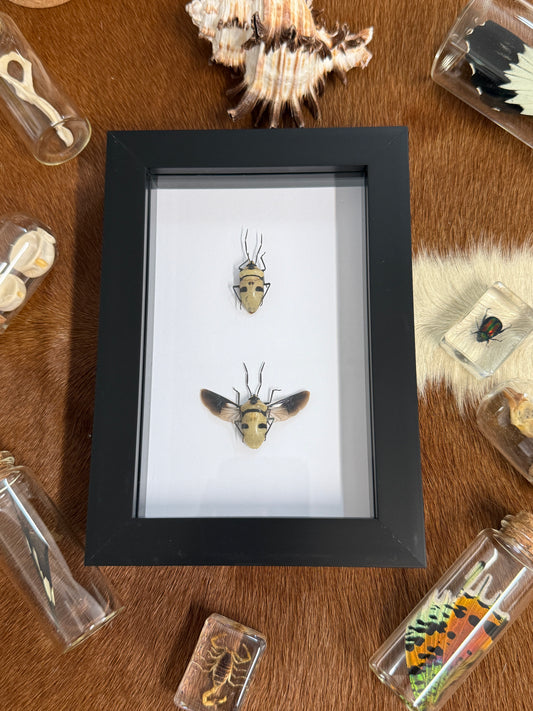 Death Head Bug - Eucorysses grandis Duo Frame