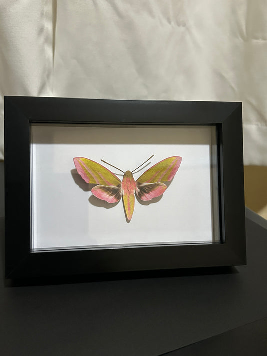 Replica Elephant Hawk Moth (Deilephila elpenor) Frame