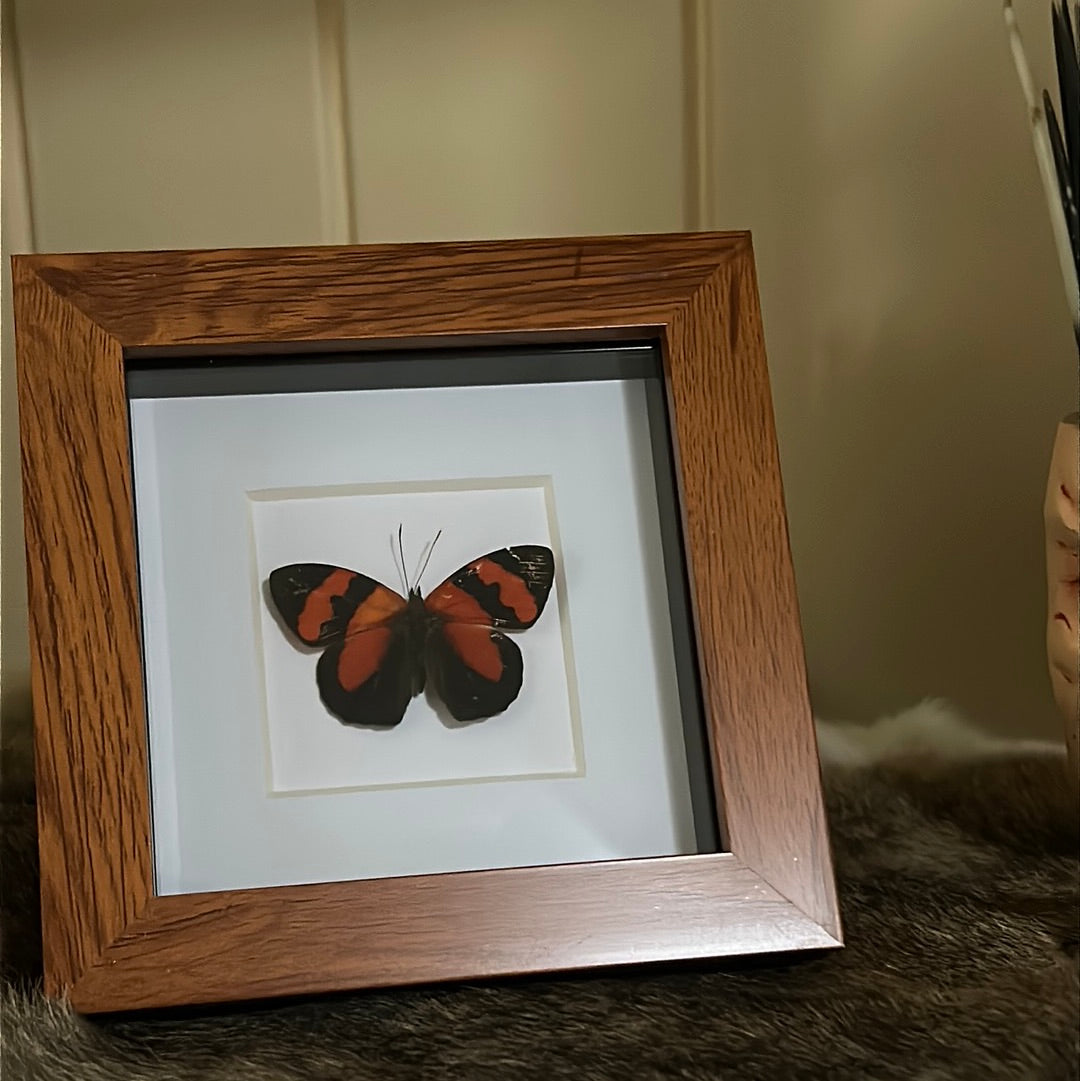 Temenis pulchra Butterfly in a frame