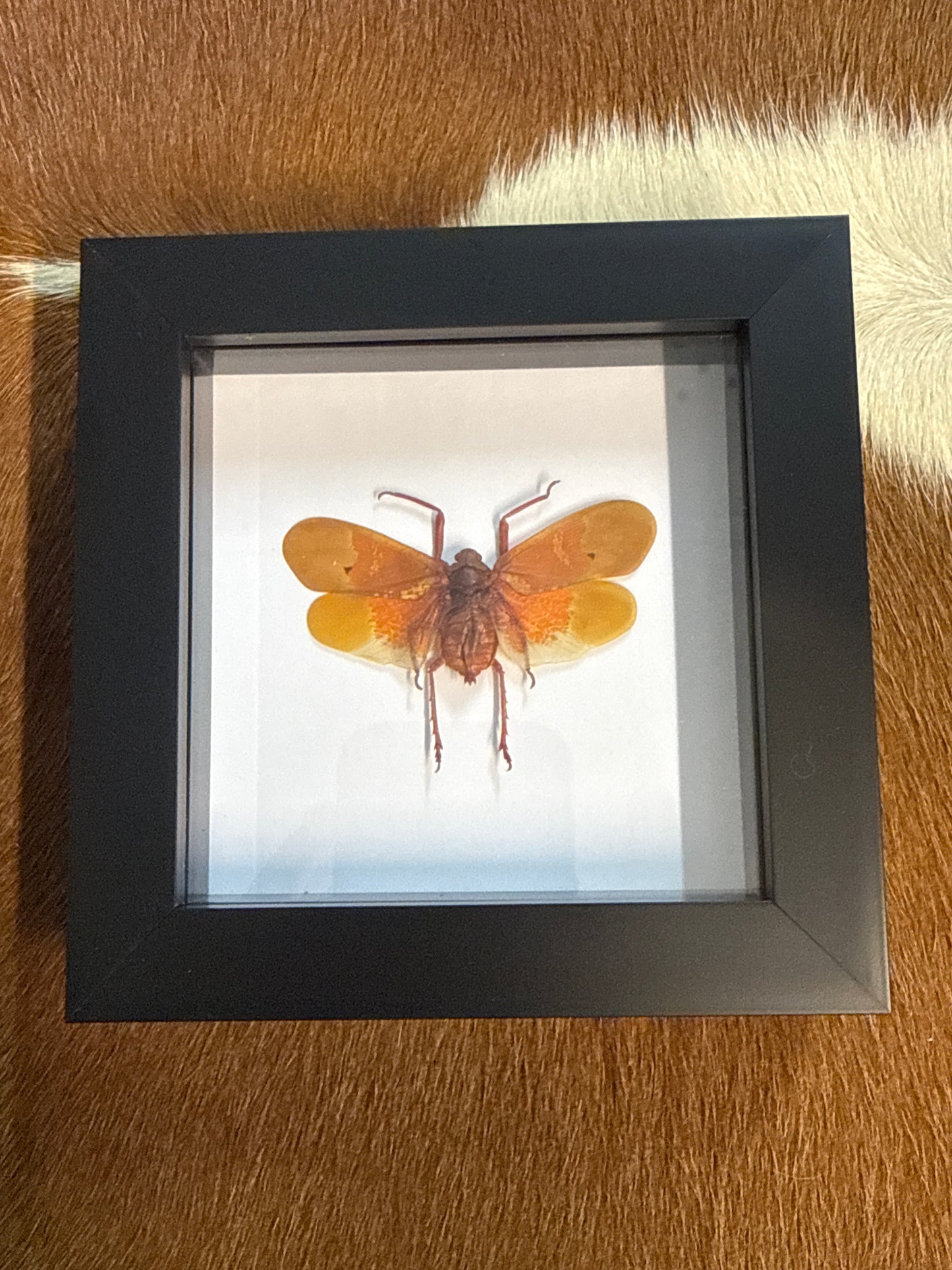 Scamandra sanguiflua Lanternfly in a Frame