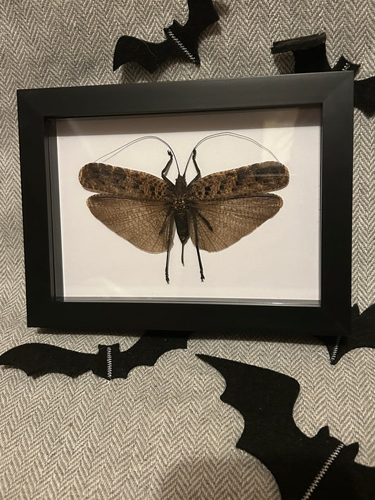 Large Brown Orthoptera Frame