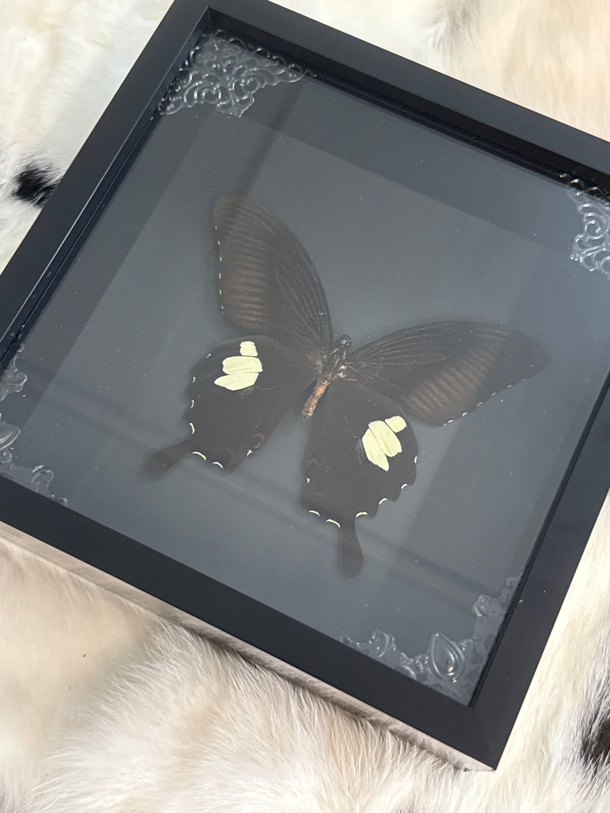 Papilio iswara Butterfly in a Frame