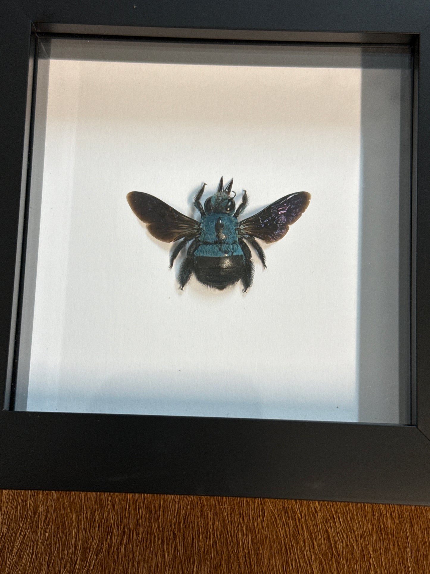 Xylocopa caerulea (female) Bee in a frame