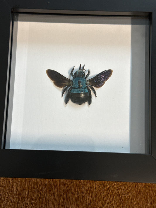 Xylocopa caerulea (female) Bee in a frame