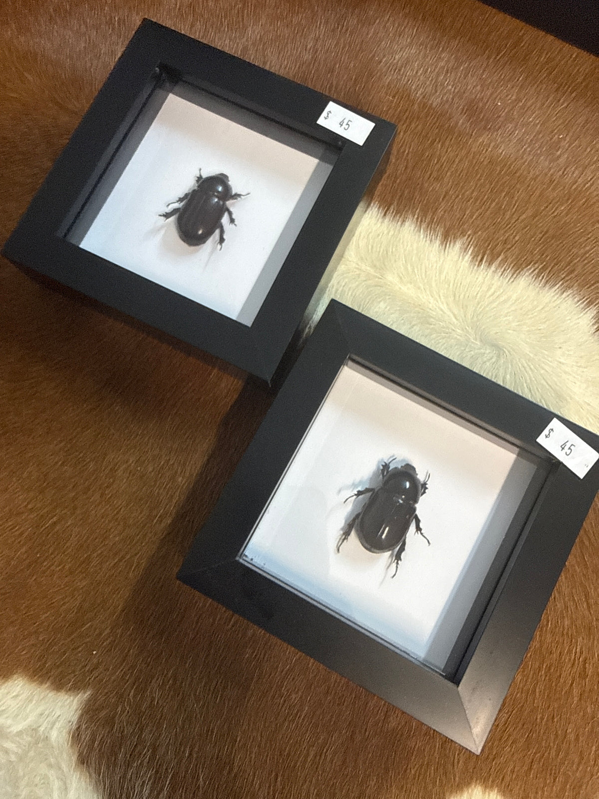 Oryctoderus latitarsis Scarab Beetle Frame