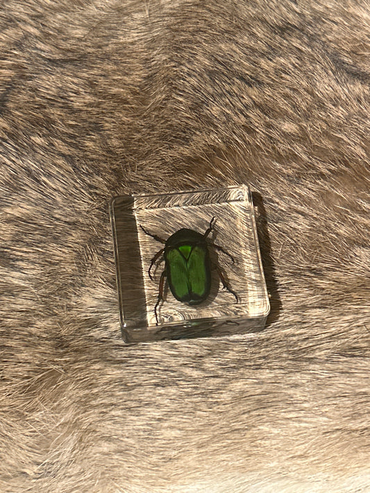 Green Beetle in Resin Block (B)