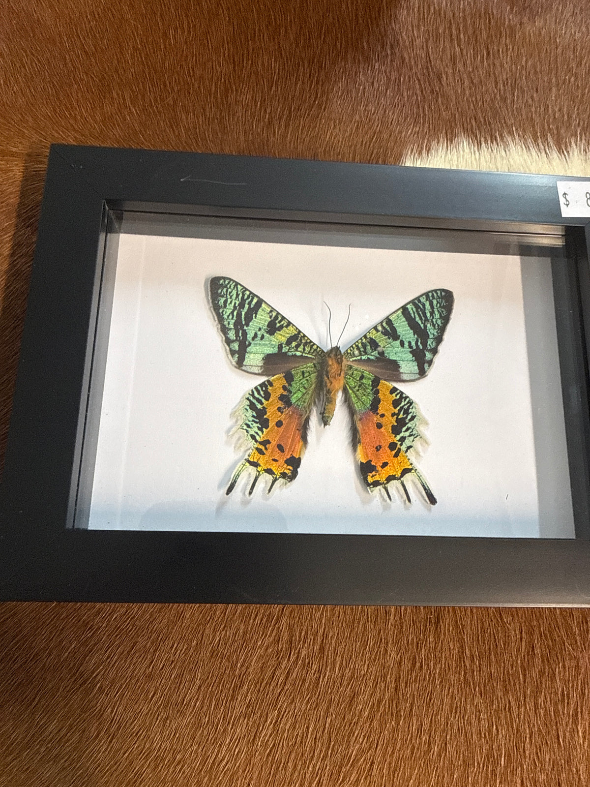 Madagascan Sunset Moth (Urania ripheus) Frame