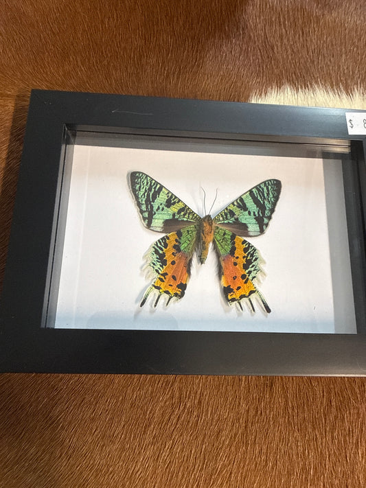 Madagascan Sunset Moth (Urania ripheus) Frame