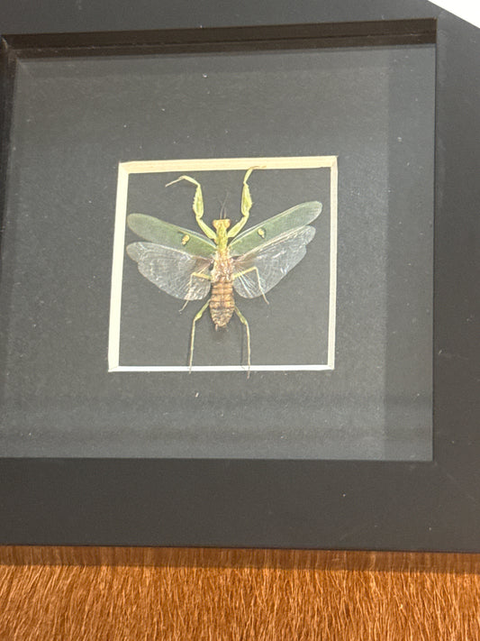 Flower Mantis Frame