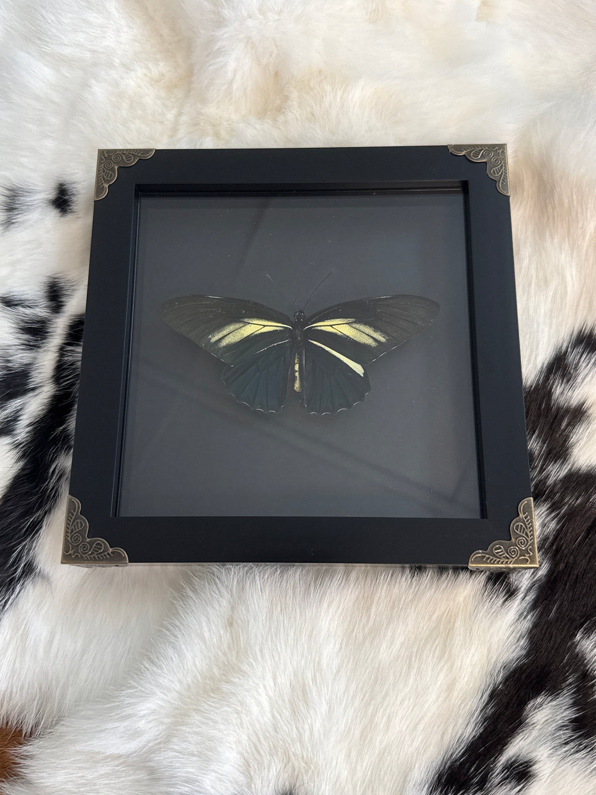 Battus crassus Butterfly in a Frame