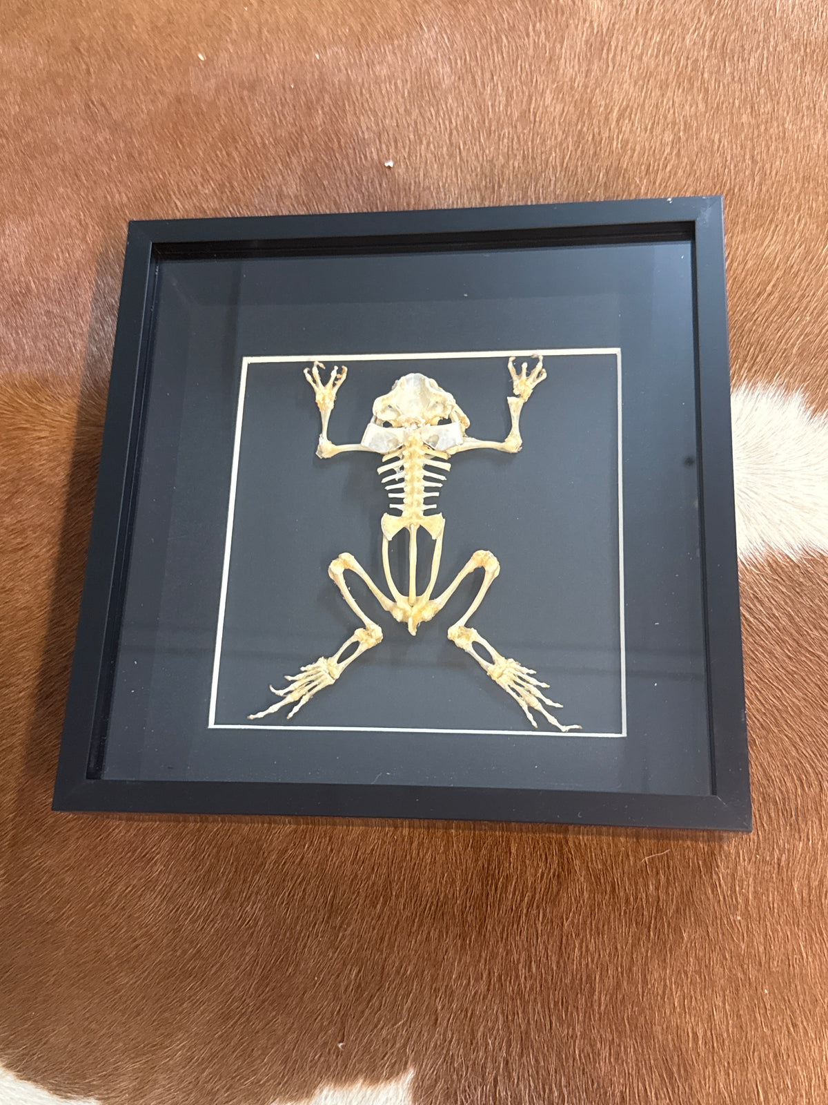 Toad Skeleton (XL) Frame