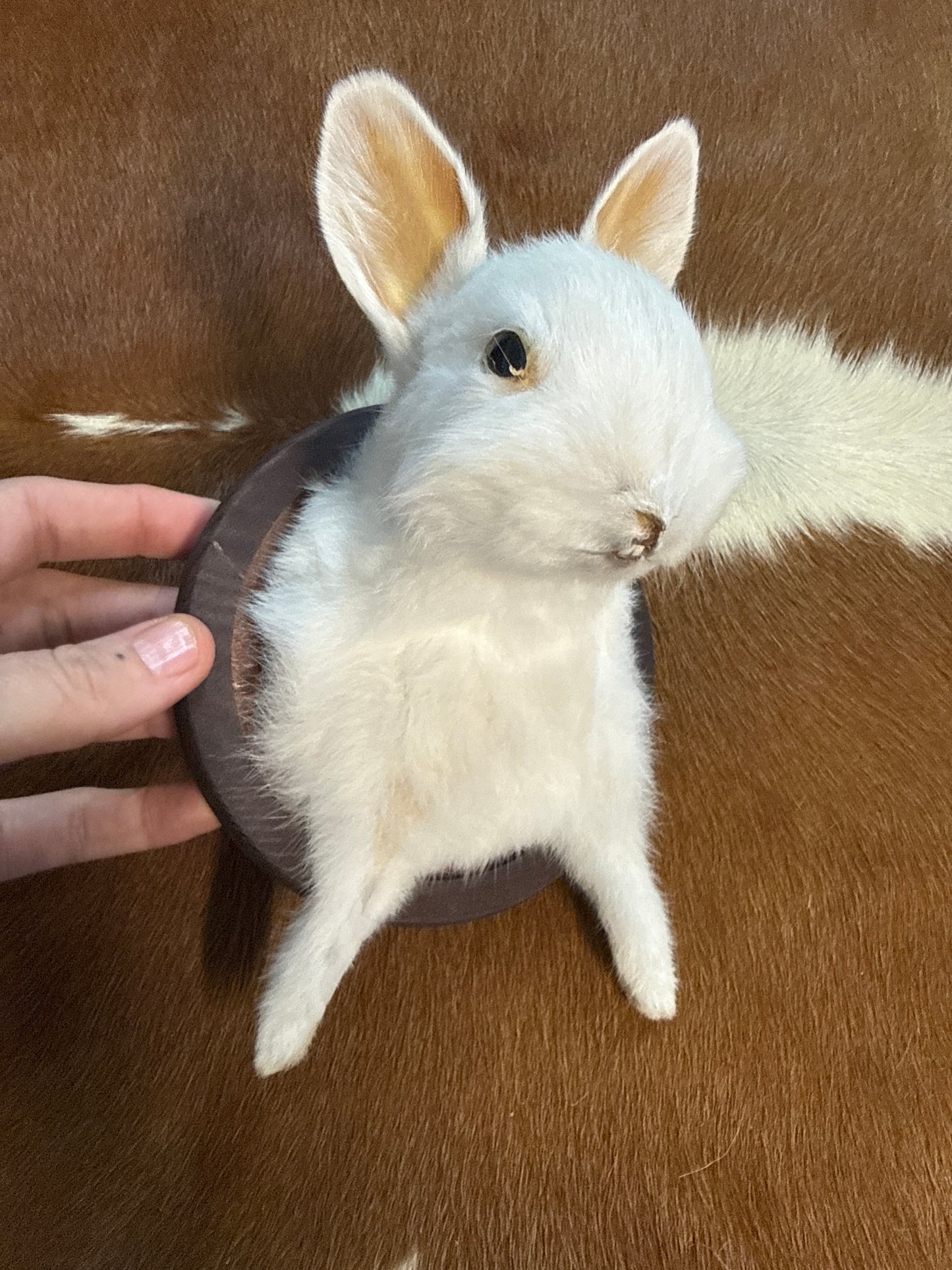 Bunny Bust Wall Mount 'Layla'