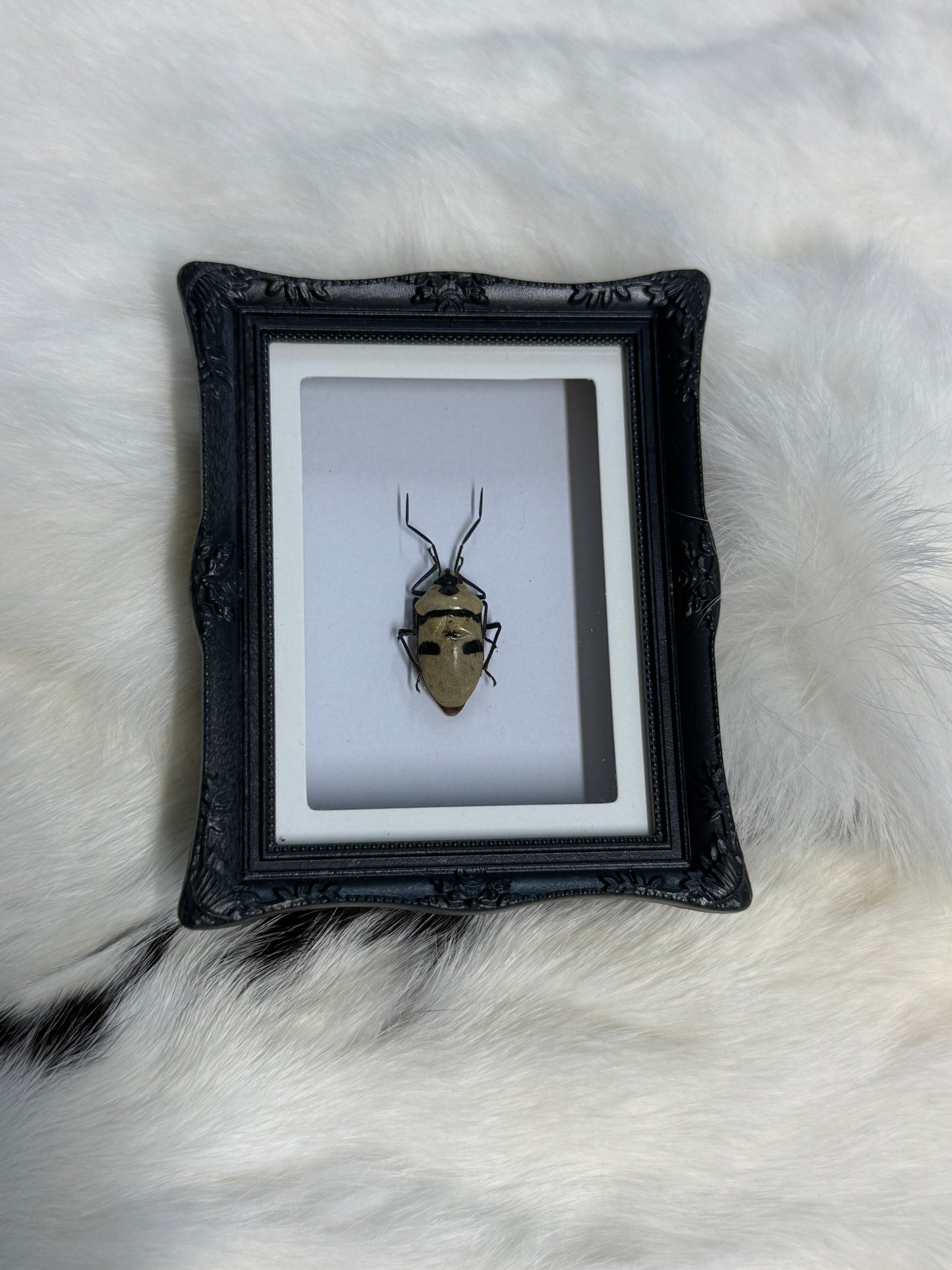 Bug Fridge Magnet Mini Frame - Pumpkin Cat Collectables