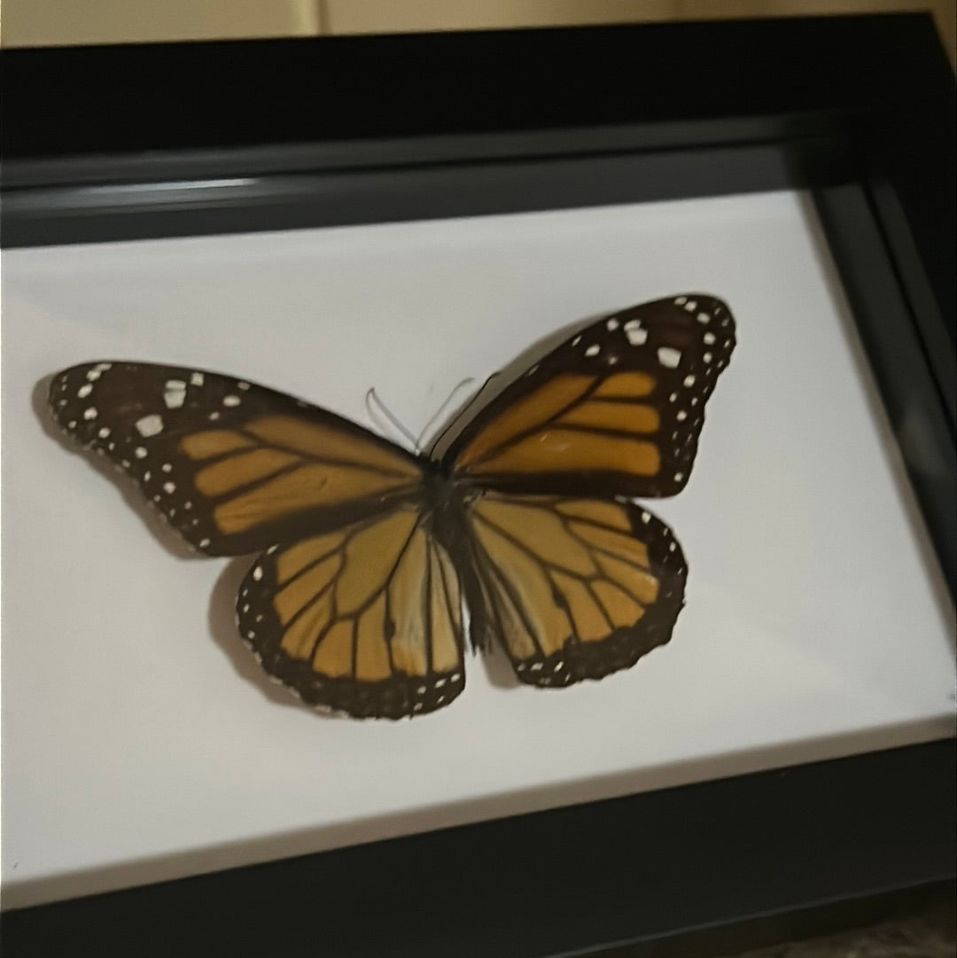 Monarch Butterfly in a frame