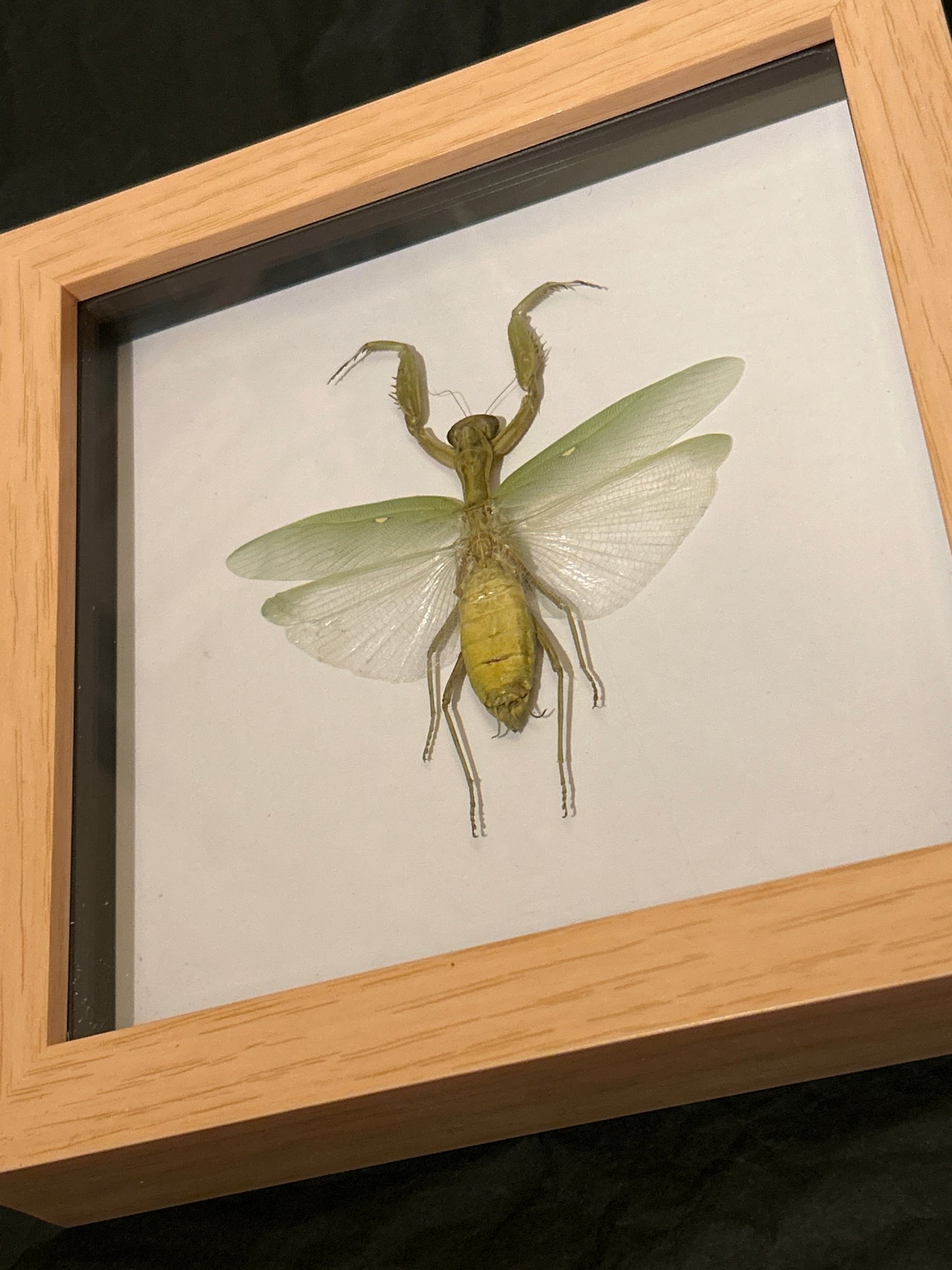 Praying Mantis in a Frame