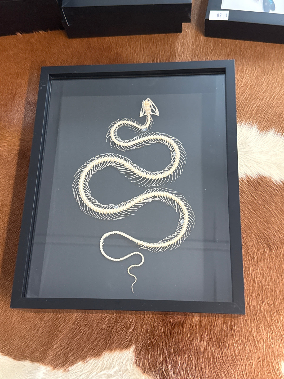 Trimeresurus albolabris Snake Skeleton Frame