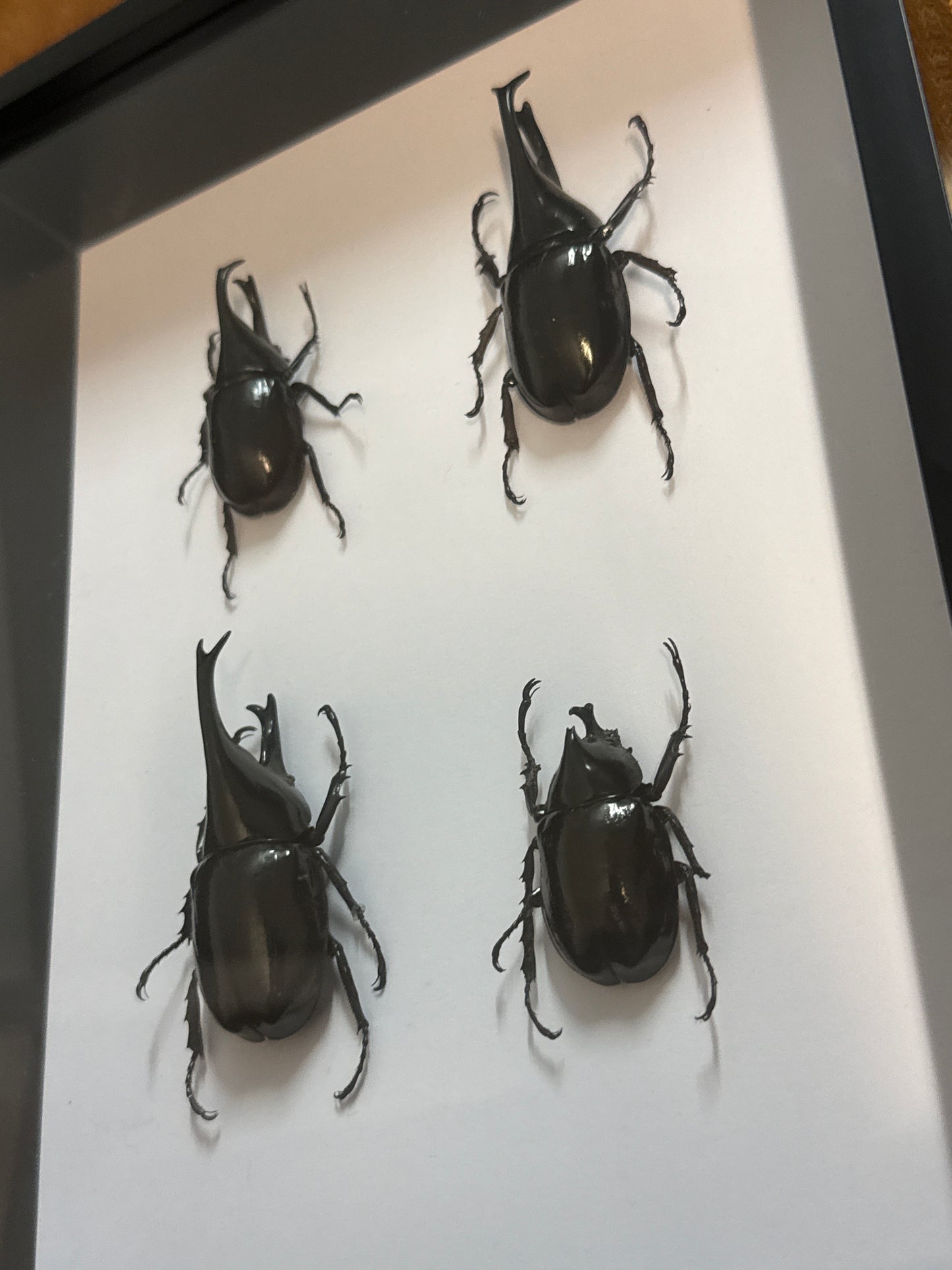 Rhino Beetle Party Frame