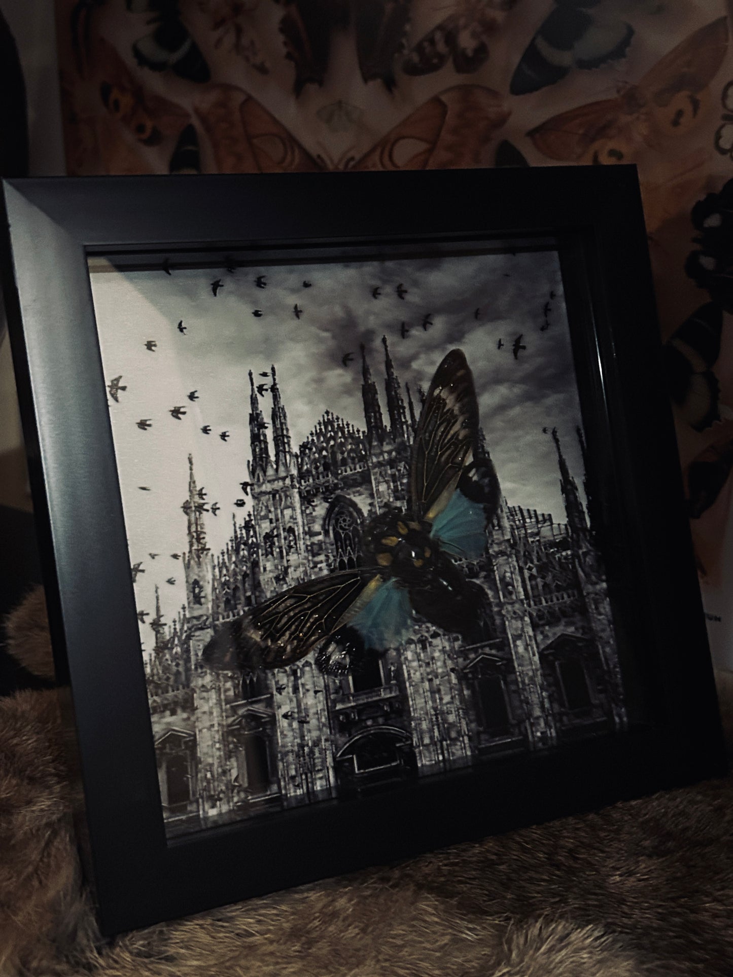 Cicada Cathedral Frame