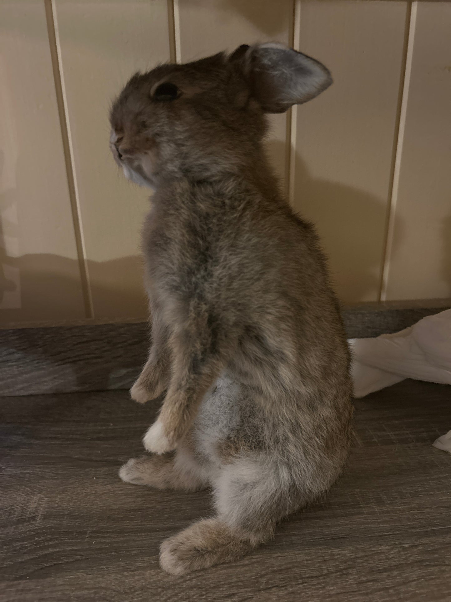 Taxidermy Bunny Mount 'Pringle’